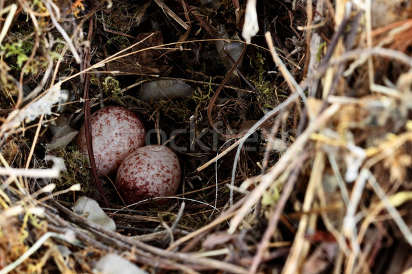 Foto d'archivio: Nido · uova · poco · profondo · natura · uccello · uccelli