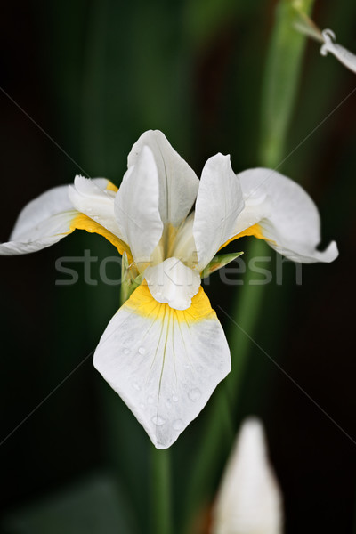 Siberian Iris Stock photo © StephanieFrey