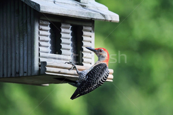 Red-bellied Woodpecker Stock photo © StephanieFrey