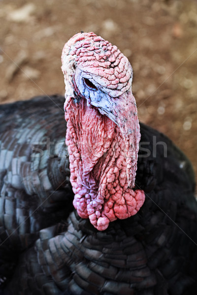 Live Turkey Stock photo © StephanieFrey