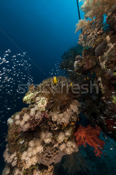  Glass fish and coral in the Red Sea. Stock photo © stephankerkhofs