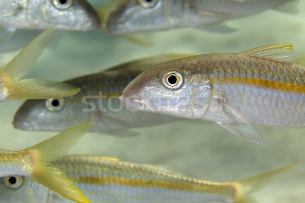Yellowfin goatfish (mulloidichthys vanicolenses) in the Red Sea. Stock photo © stephankerkhofs