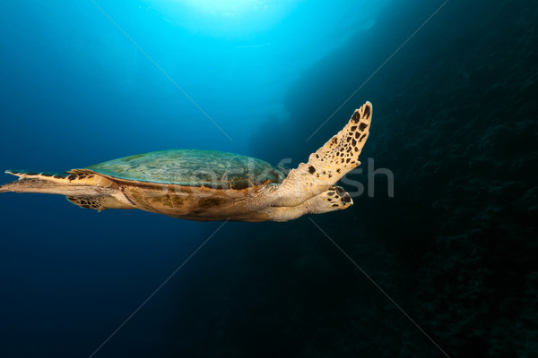 Hawksbill turtle in the Red Sea. Stock photo © stephankerkhofs