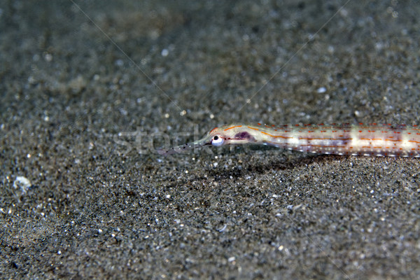 Stock photo: Red Sea pipefish (corythoichthys sp.)