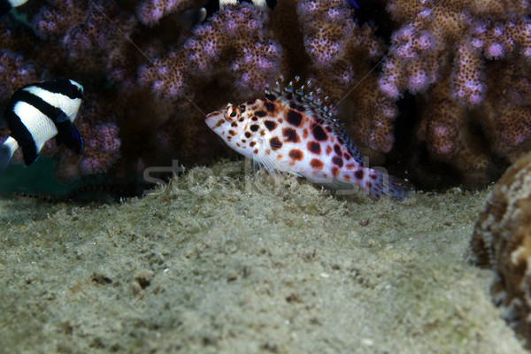 Pixie hawkfish (cirrhitichthys oxycephalus) in the Red Sea. Stock photo © stephankerkhofs