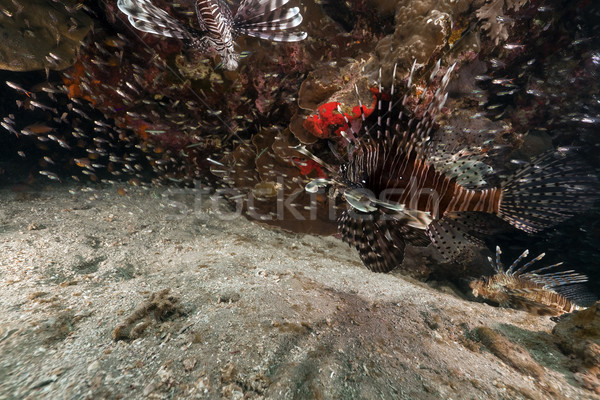 Caça mar vermelho água peixe natureza Foto stock © stephankerkhofs