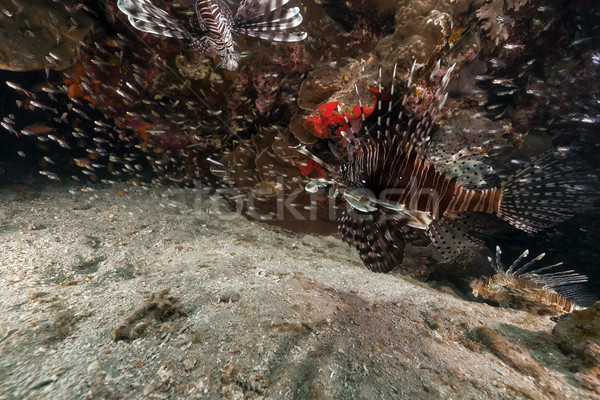 Lionfish (pterois miles) hunting in the Red Sea. Stock photo © stephankerkhofs