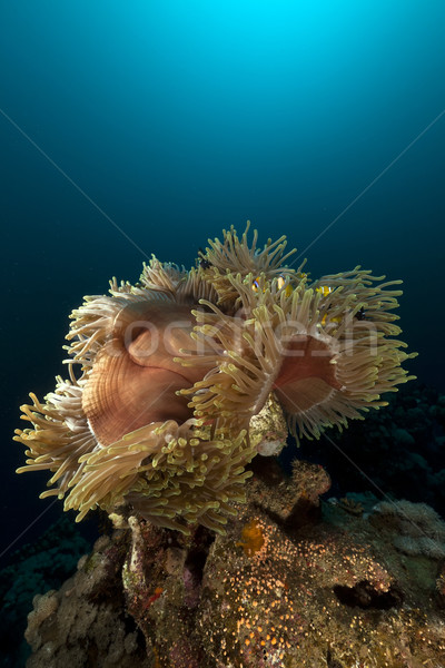 Stock fotó: Fenséges · Vörös-tenger · víz · hal · természet · tájkép