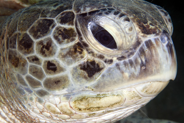 Verde tartaruga mar mergulho marinha Foto stock © stephankerkhofs
