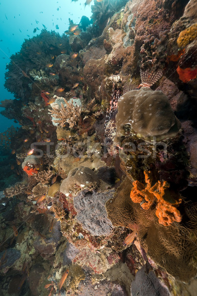 Tropical fish and coral in the Red Sea. Stock photo © stephankerkhofs