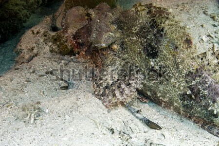 Glassfish and ocean in the Red Sea. Stock photo © stephankerkhofs