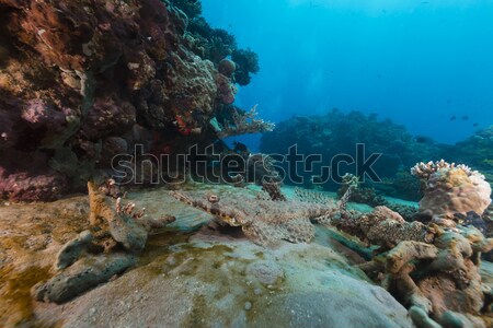 Malabar grouper (epinrphelus malabaricus) in the Red Sea. Stock photo © stephankerkhofs