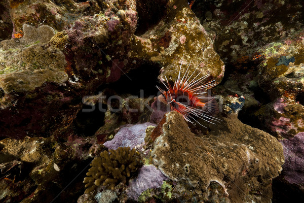 Lionfish and tropical reef in the Red Sea. Stock photo © stephankerkhofs