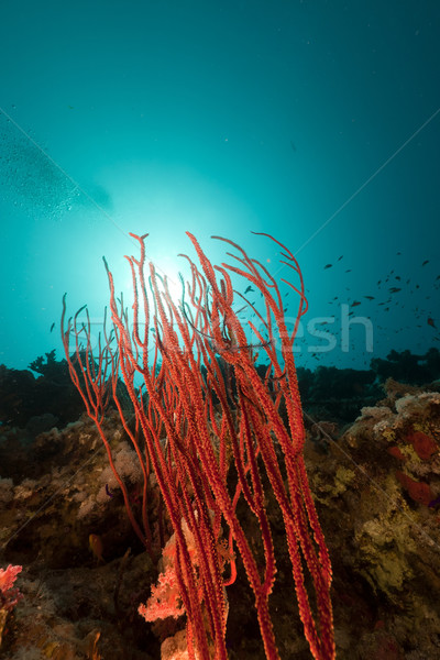 Vermelho chicote mar vermelho peixe natureza Foto stock © stephankerkhofs