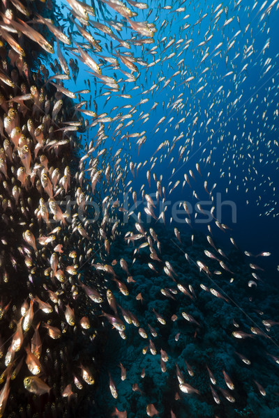 Mar rosso acqua pesce natura panorama Foto d'archivio © stephankerkhofs