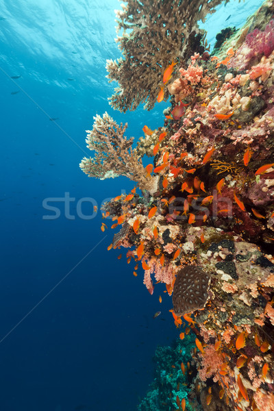 熱帶 紅海 魚 性質 景觀 海 商業照片 © stephankerkhofs