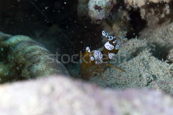 Squat shrimp (thor amboinensis) in the Red Sea. Stock photo © stephankerkhofs