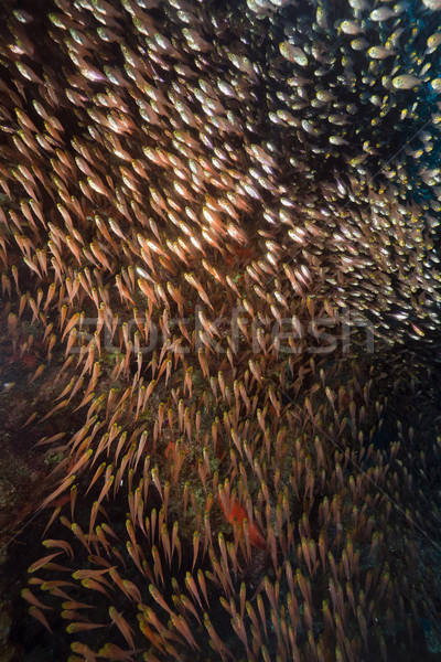 Golden sweepers (parapriacanthus ransonneti) in the Red Sea. Stock photo © stephankerkhofs