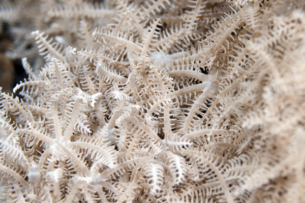 Feathery xenid (authelia glauca) in the Red Sea. Stock photo © stephankerkhofs