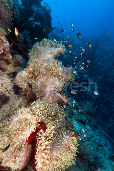 Magnífico mar vermelho água peixe natureza paisagem Foto stock © stephankerkhofs