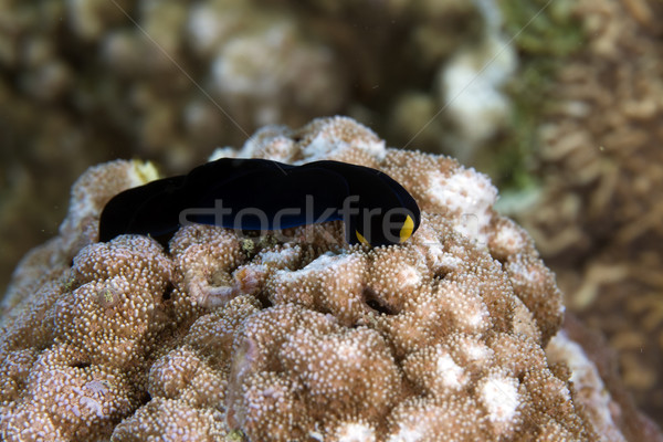 Geel lip schild naaktslak rode zee ruimte Stockfoto © stephankerkhofs