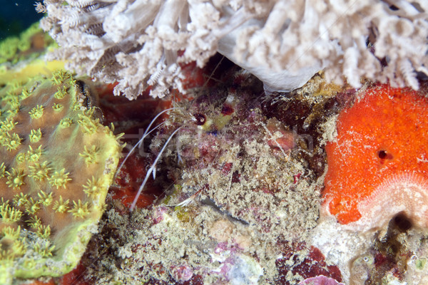 Boxer shrimp (stenopus hispidus) in the Red Sea. Stock photo © stephankerkhofs