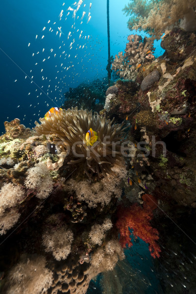  Anemone and glass fish in the Red Sea. Stock photo © stephankerkhofs