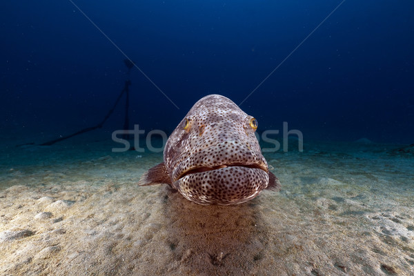 Malabar grouper (ephinephelus malabaricus) in the Red Sea. Stock photo © stephankerkhofs