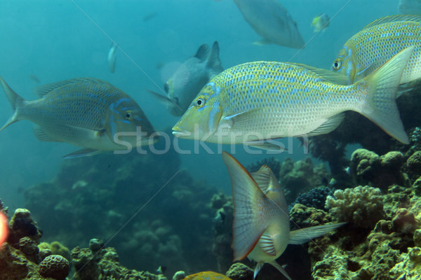 Keizer rode zee water vis Blauw leven Stockfoto © stephankerkhofs
