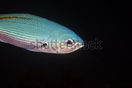 Foto d'archivio: Mar · rosso · acqua · pesce · blu · vita · tropicali