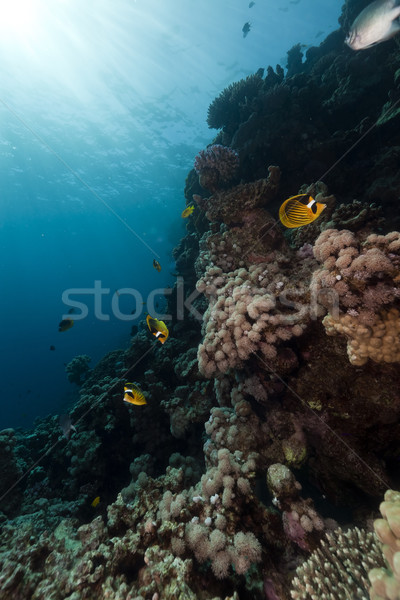 Butterflyfish and coral  in the Red Sea. Stock photo © stephankerkhofs