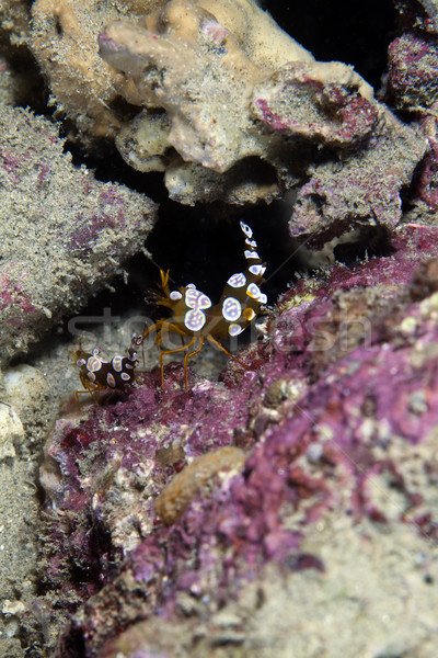 Squat shrimp (thor amboinensis) in the Red Sea. Stock photo © stephankerkhofs