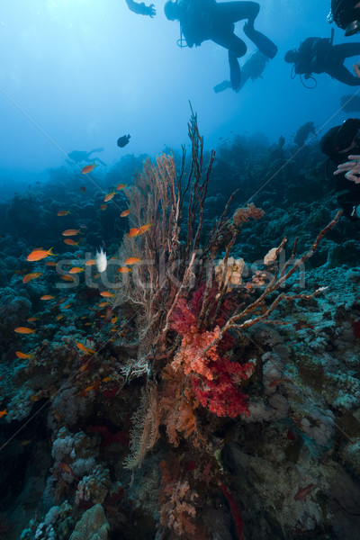 Scuba divers and tropical reef in the Red Sea. Stock photo © stephankerkhofs