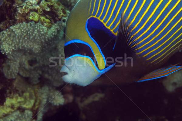 Close-up of an emperor angelfish (pomacanthus imperator). Stock photo © stephankerkhofs
