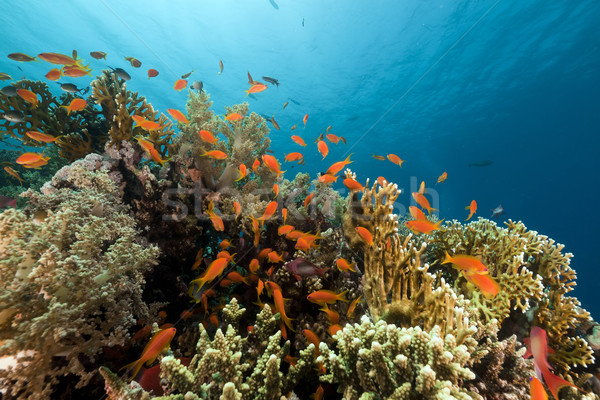 Tropical reef in the Red Sea. Stock photo © stephankerkhofs