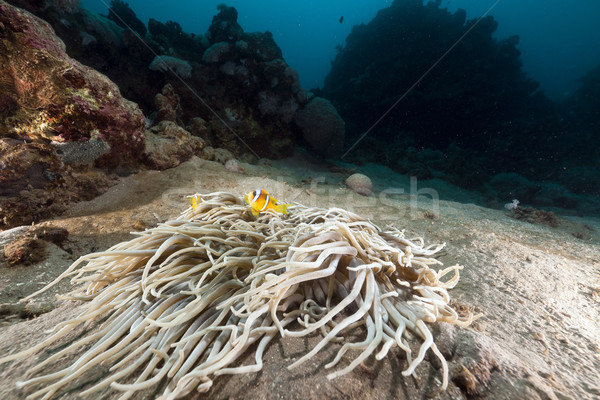 ストックフォト: 紅海 · 水 · 魚 · 風景 · 背景 · 海