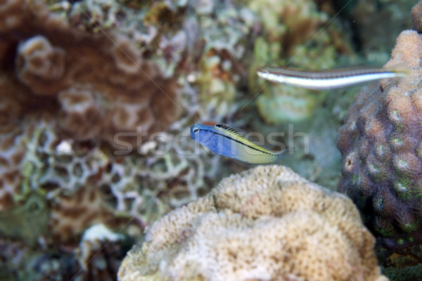 Mimic blenny (escenius gravieri) in the Red Sea. Stock photo © stephankerkhofs