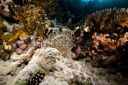 Izgató korall Vörös-tenger víz hal természet Stock fotó © stephankerkhofs
