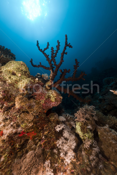 Dark cup coral (tubastrea coccinea). Stock photo © stephankerkhofs