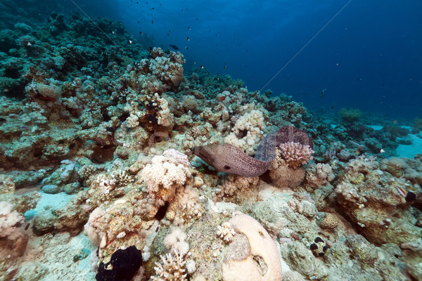Giant moray free swimming in the Red Sea. Stock photo © stephankerkhofs