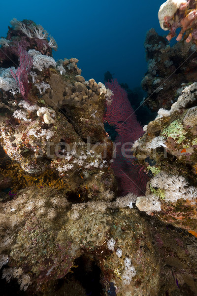 Tropical subaquático cenário mar vermelho água peixe Foto stock © stephankerkhofs