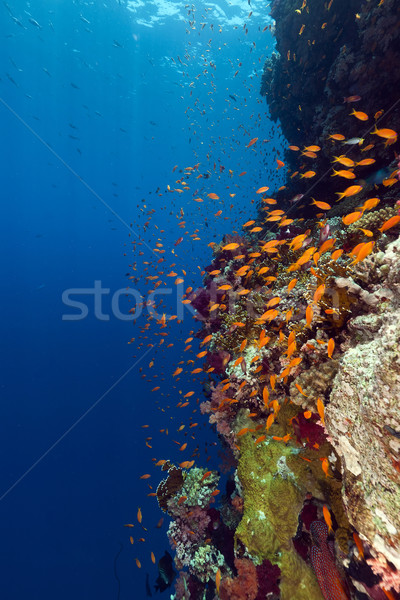 Foto stock: Tropical · mar · vermelho · peixe · natureza · paisagem · mar