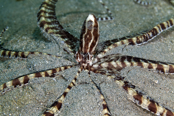 Mimic octopus (thaumoctopus mimicus) in the Red Sea. Stock photo © stephankerkhofs