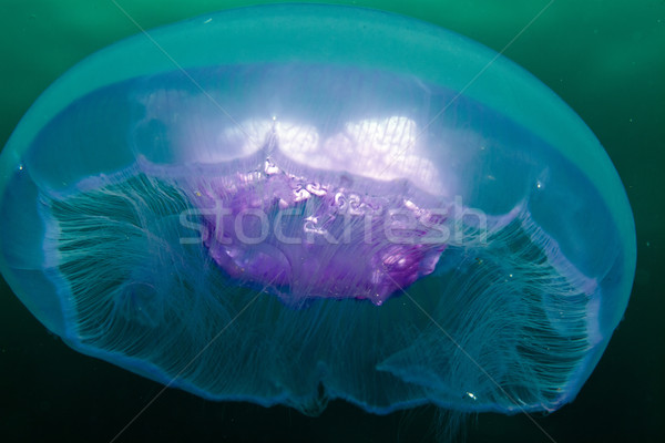 Moon jellyfish (aurelia aurita) in the Red Sea. Stock photo © stephankerkhofs