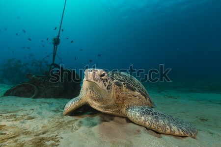 [[stock_photo]]: Vert · tortue · mer · rouge · poissons · nature · paysage