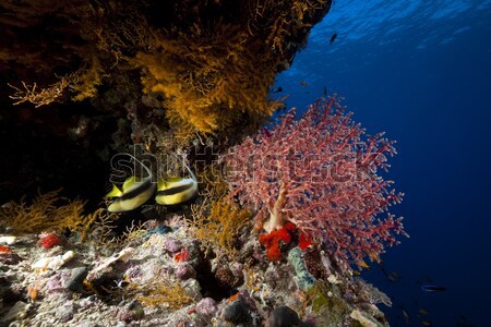  Fish and coral in the Red Sea. Stock photo © stephankerkhofs