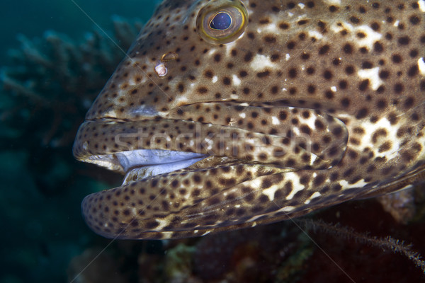 Close-up of a brownspotted grouper. Stock photo © stephankerkhofs