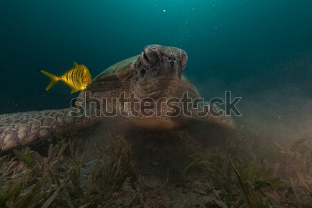 Green turtle (chelonia midas) and trevally in the Red Sea. Stock photo © stephankerkhofs
