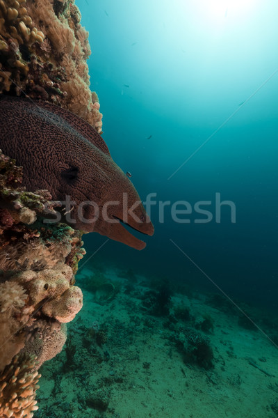 Giant moray in the Red Sea. Stock photo © stephankerkhofs