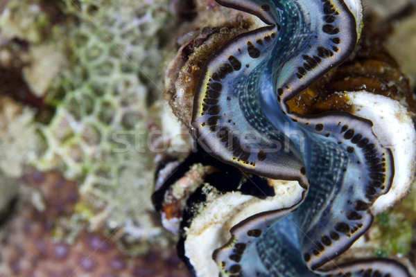 Gigante almeja detalle mar rojo agua peces Foto stock © stephankerkhofs